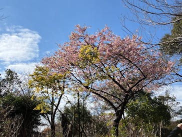 下田ロープウェイに投稿された画像（2026/2/22）