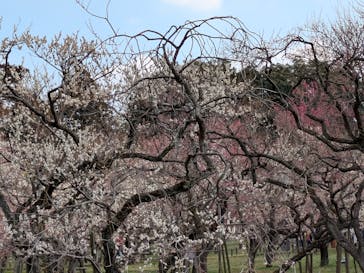 偕楽園本園に投稿された画像（2026/2/22）