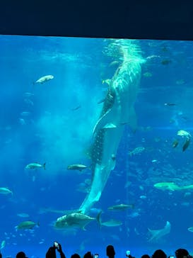 沖縄美ら海水族館に投稿された画像（2024/12/31）