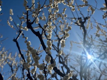 万博記念公園に投稿された画像（2026/2/22）