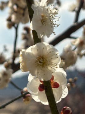 偕楽園本園に投稿された画像（2026/2/22）