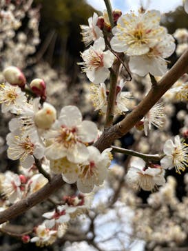 偕楽園本園に投稿された画像（2026/2/22）