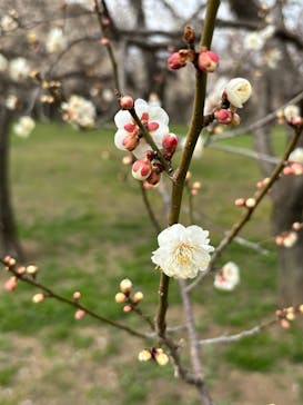 偕楽園本園に投稿された画像（2026/2/22）