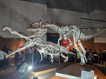 特別展「大絶滅展―生命史のビッグファイブ」に投稿された画像（2026/2/22）