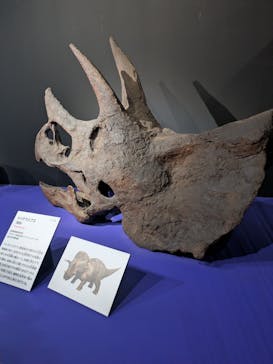 特別展「大絶滅展―生命史のビッグファイブ」に投稿された画像（2026/2/22）