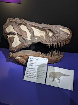 特別展「大絶滅展―生命史のビッグファイブ」に投稿された画像（2026/2/22）