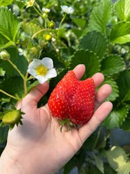 いちごの丘に投稿された画像（2026/2/22）