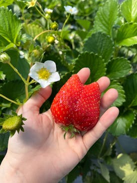 いちごの丘に投稿された画像（2026/2/22）