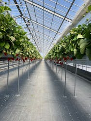 いちごの丘に投稿された画像（2026/2/22）