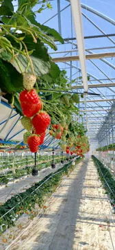 井上寅雄農園に投稿された画像（2026/2/22）