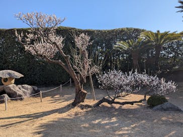 仙巌園に投稿された画像（2026/2/22）