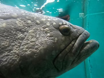 串本海中公園水族館に投稿された画像（2026/2/22）