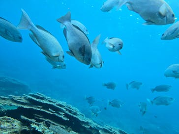 串本海中公園水族館に投稿された画像（2026/2/22）
