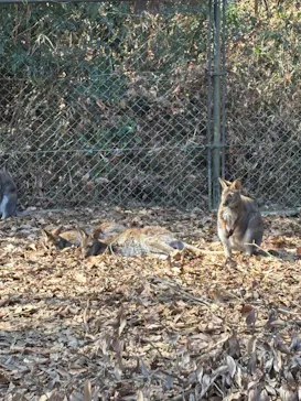 こども動物自然公園（埼玉県公園緑地協会）に投稿された画像（2026/2/22）