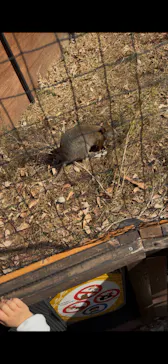こども動物自然公園（埼玉県公園緑地協会）に投稿された画像（2026/2/22）