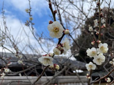 偕楽園本園に投稿された画像（2026/2/22）