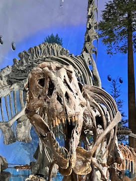 福井県立恐竜博物館に投稿された画像（2026/2/22）