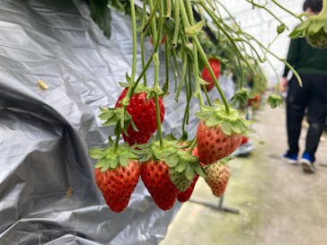 しい茸ランドかさやに投稿された画像（2026/2/22）