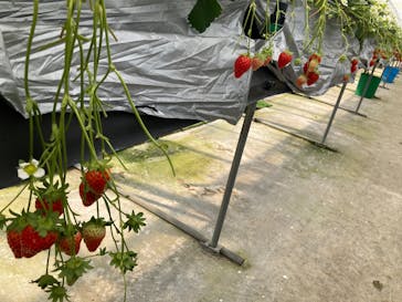 しい茸ランドかさやに投稿された画像（2026/2/22）