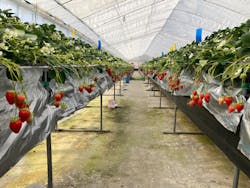 しい茸ランドかさやに投稿された画像（2026/2/22）