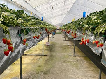 しい茸ランドかさやに投稿された画像（2026/2/22）