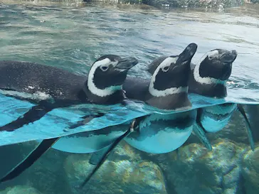 横浜・八景島シーパラダイス　プレジャーランドに投稿された画像（2026/2/22）
