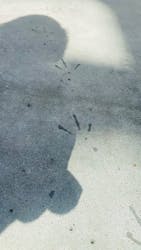 掛川花鳥園に投稿された画像（2026/2/22）