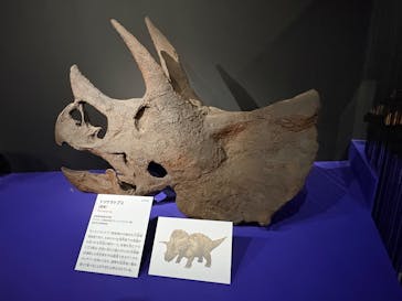 特別展「大絶滅展―生命史のビッグファイブ」に投稿された画像（2026/2/22）