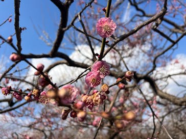 偕楽園本園に投稿された画像（2026/2/22）