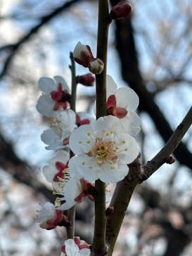 偕楽園本園に投稿された画像（2026/2/22）