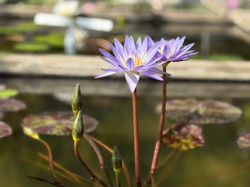 熱川バナナワニ園に投稿された画像（2026/2/22）