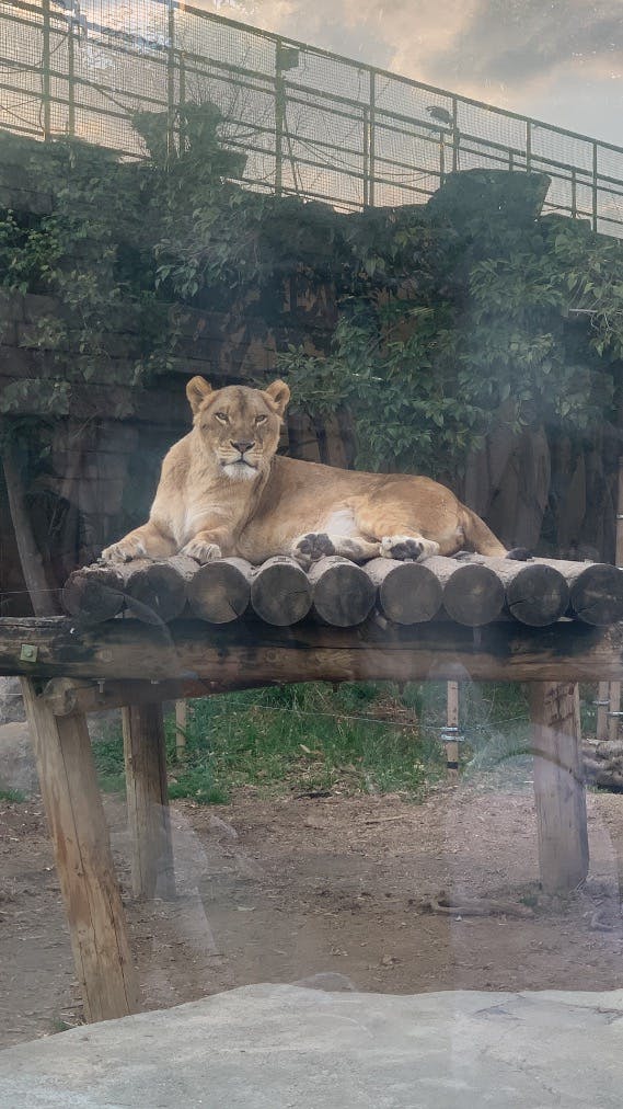 東武動物公園の口コミ ｜The zoo has man｜アソビュー！