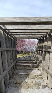 今帰仁城跡に投稿された画像（2026/2/22）