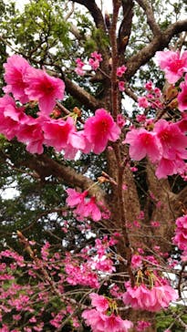 今帰仁城跡に投稿された画像（2026/2/22）