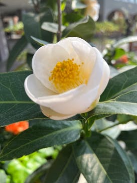 安城産業文化公園デンパークに投稿された画像（2026/2/22）