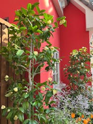 安城産業文化公園デンパークに投稿された画像（2026/2/22）