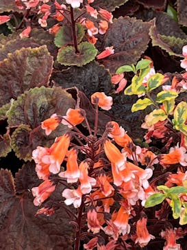 安城産業文化公園デンパークに投稿された画像（2026/2/22）