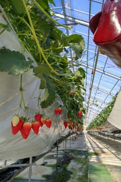 お陽様農園に投稿された画像（2026/2/22）