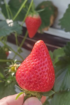 お陽様農園に投稿された画像（2026/2/22）