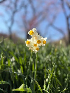 万博記念公園に投稿された画像（2026/2/23）