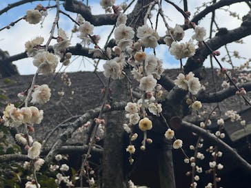 偕楽園本園に投稿された画像（2026/2/23）