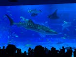 沖縄美ら海水族館に投稿された画像（2026/2/23）