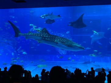 沖縄美ら海水族館に投稿された画像（2026/2/23）