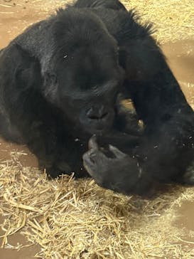 名古屋市東山動植物園に投稿された画像（2026/2/23）