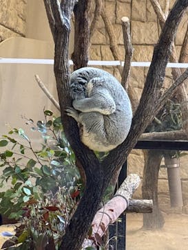 名古屋市東山動植物園に投稿された画像（2026/2/23）