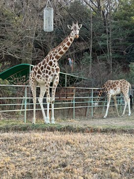名古屋市東山動植物園に投稿された画像（2026/2/23）