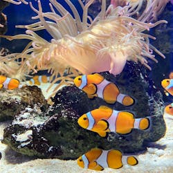 NIFREL（ニフレル）に投稿された画像（2026/2/23）