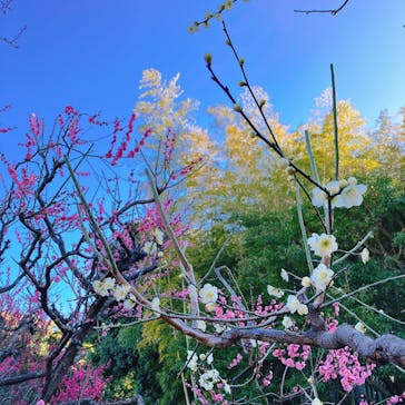 万博記念公園に投稿された画像（2026/2/23）