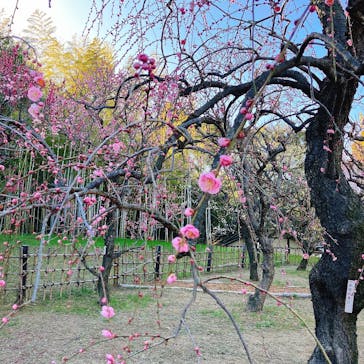 万博記念公園に投稿された画像（2026/2/23）