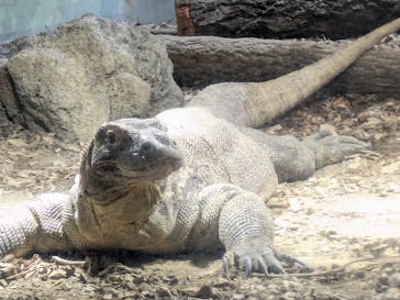 名古屋市東山動植物園に投稿された画像（2026/2/23）